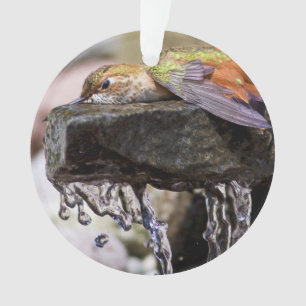 Colibri s'étendant dans l'eau