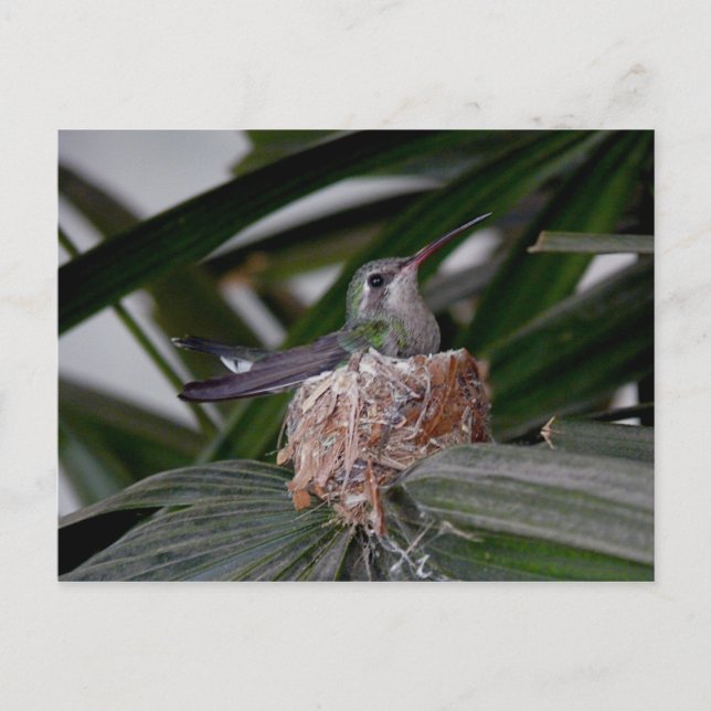 Colibri sur carte postale de nid (Devant)
