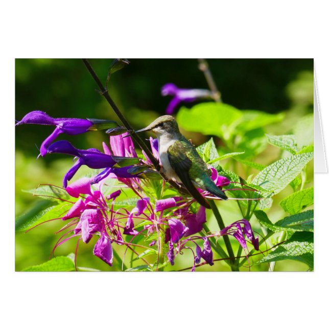 Colibri sur la Monnaie des colibris (Devant horizontal)