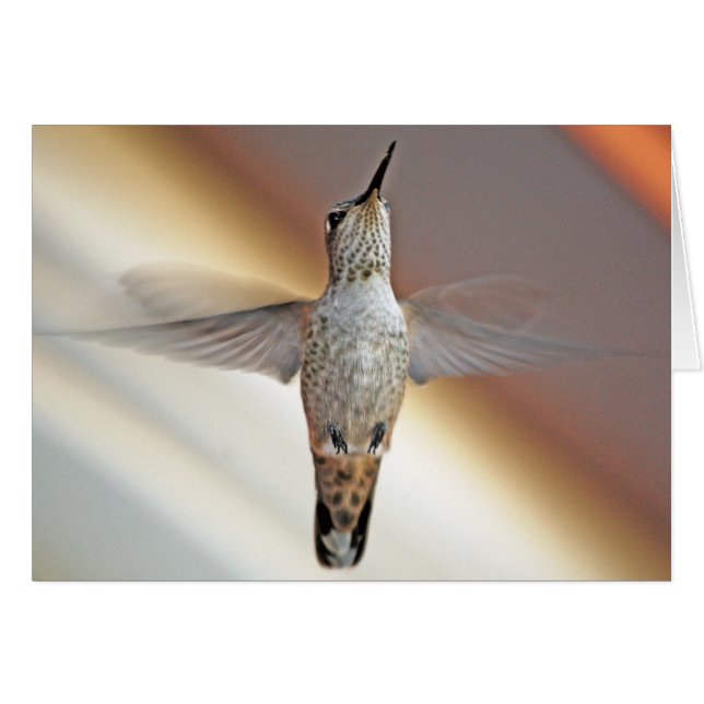 Colibri survolant (Devant horizontal)