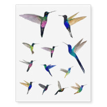 Colibri Temporaire