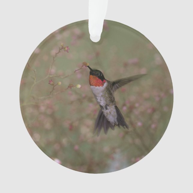 colibri throated rouge (devant)