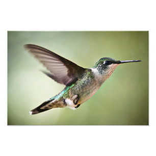 Colibri throated rouge en vol : Copie de photo
