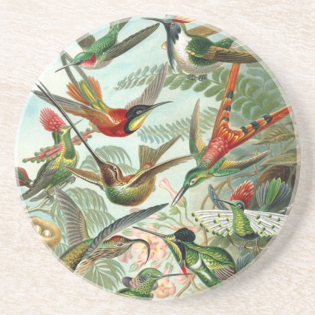 Colibri (Trochilidae) par Dessous de verre Haeckel (Devant)