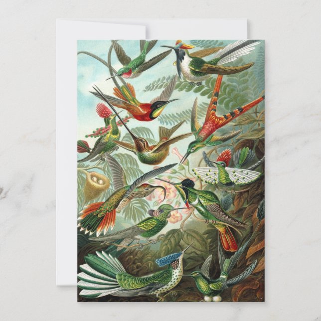 Colibri (Trochilidae) par Haeckel Invitation (Devant)