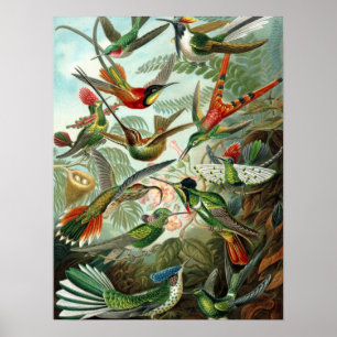 Colibri (Trochilidae) par Haeckel Poster