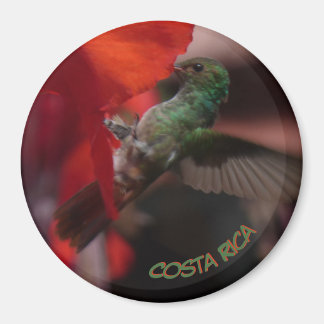 Colibri vert sur la croûte à fleurs orange. Magnet