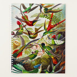Colibri vintage par Ernst Haeckel