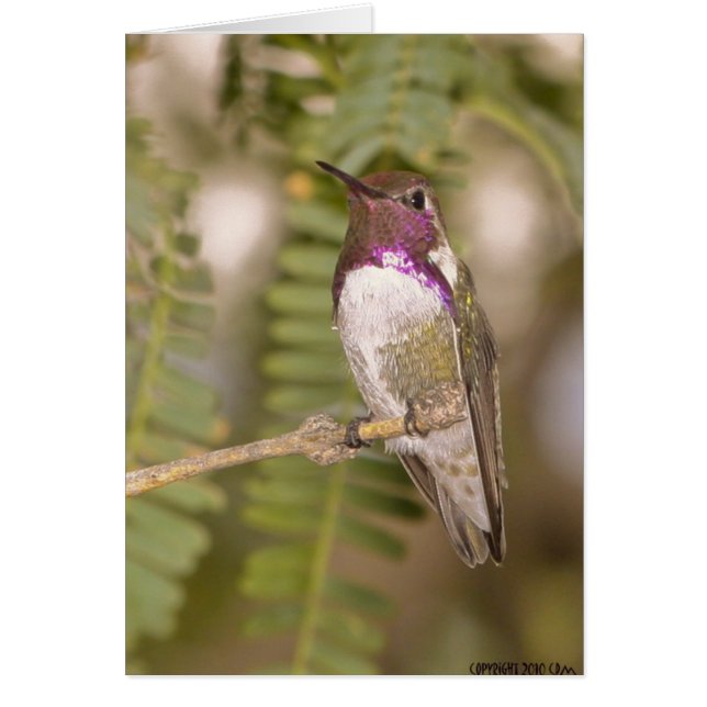 Colibris068 (Devant)