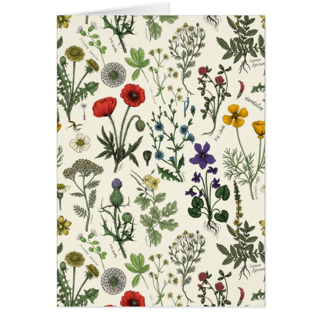 Collage de fleurs sauvages (Devant)