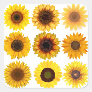 Collage de tournesol Stickers PERSONNALISABLES