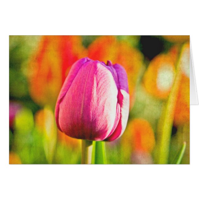 Collage de tulipe (Devant Horizontal)