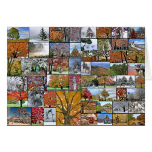 Collage des arbres saisonniers