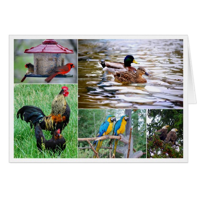 Collage des paires d'oiseaux (Devant horizontal)