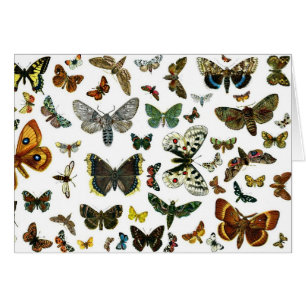 Collage des papillons de nuit et des papillons de 