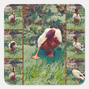 Collage photo de canard amarré, Stickers Carrés