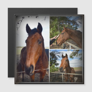 Collage photo de cheval Brown, carte magnétique