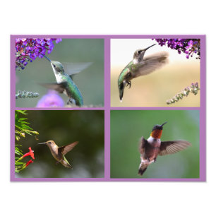 Collage photo de colibri