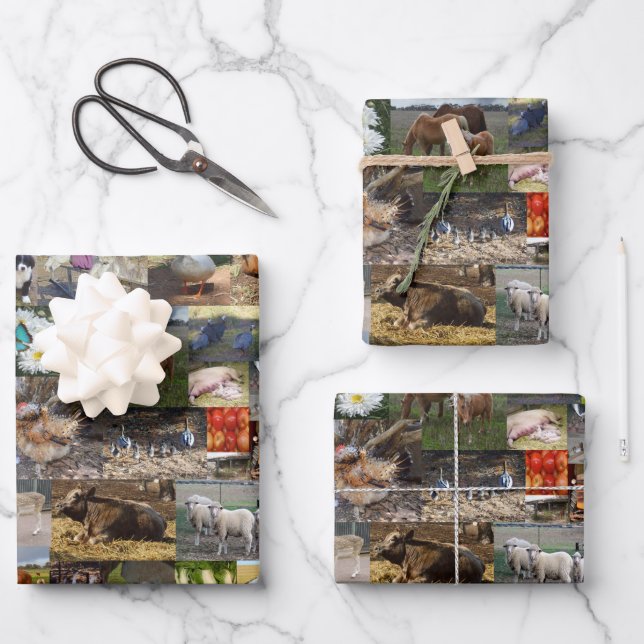 Collage photo de la ferme, Feuilles d'enveloppemen (Recto)