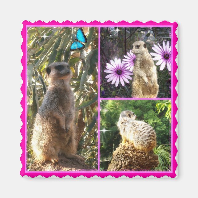 Collage photo de trois Meerkat, Aimant frigo (Devant)