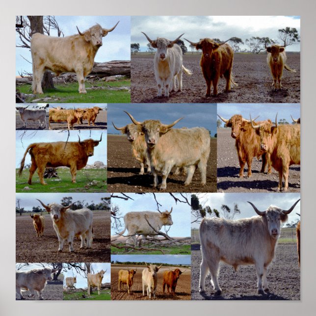 Collage photo de vaches des Highlands, Affiche (Devant)