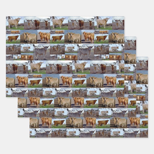 Collage photo de vaches Highland, Feuilles d'envel (Lot)