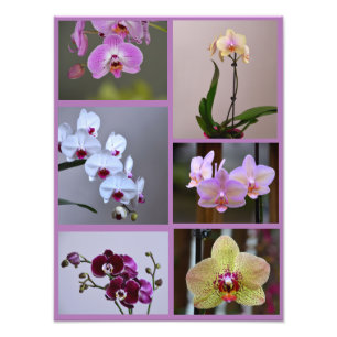 Collage photo orchidée
