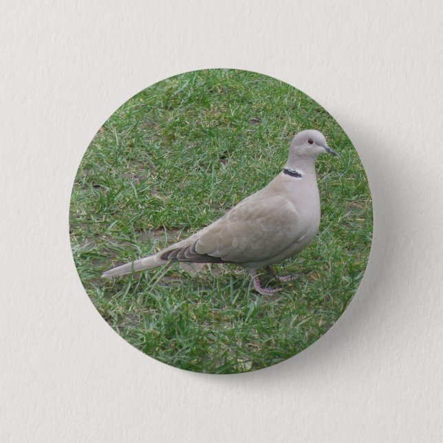 Collared Dove Button (Front)
