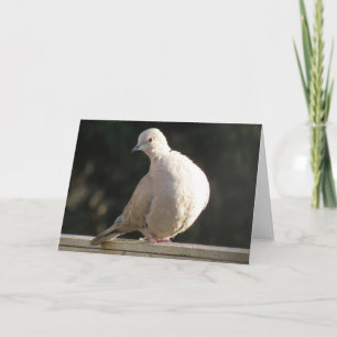 Collared Dove Greeting Card