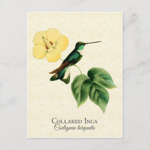 Collared Inca Hummingbird Art Postcard
