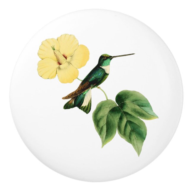 Collared Inca Hummingbird Ceramic Knob (Front)