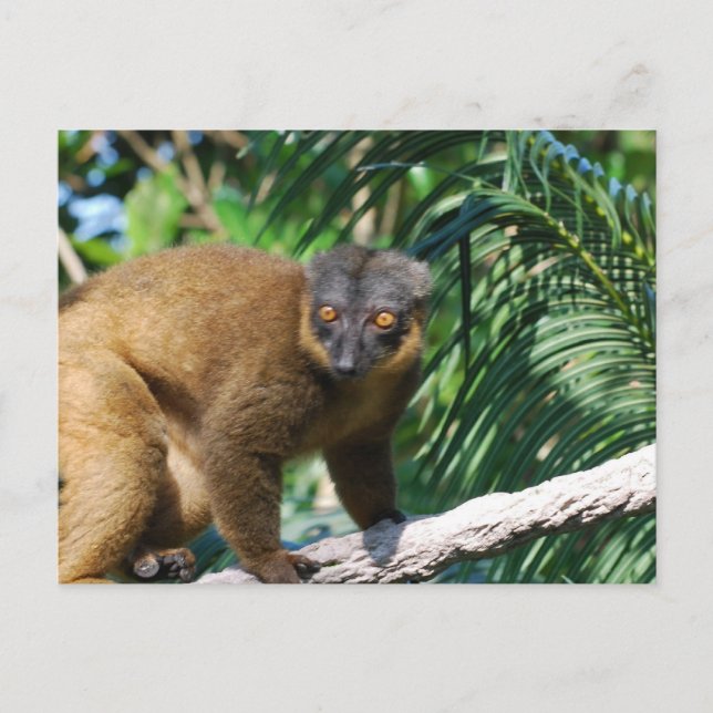 Collared Lemur Postcard (Front)