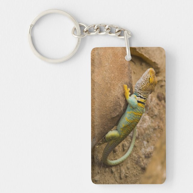 Collared Lizard Keychain (Front)