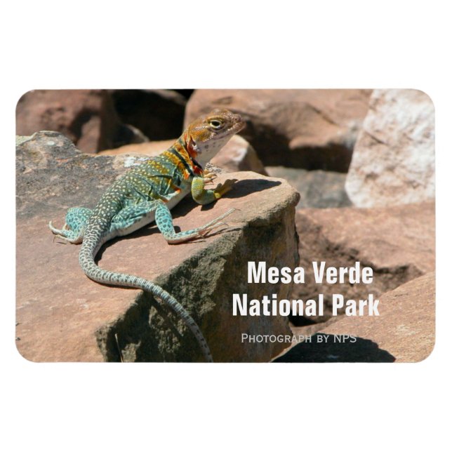 Collared Lizard, Mesa Verde Magnet (Horizontal)