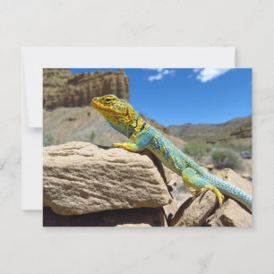Collared Lizard near Thompson Springs Postcard