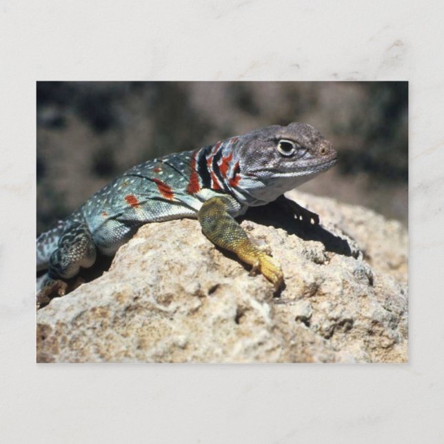 Collared Lizard Postcard (Front)