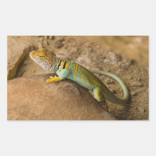 Collared Lizard Sticker