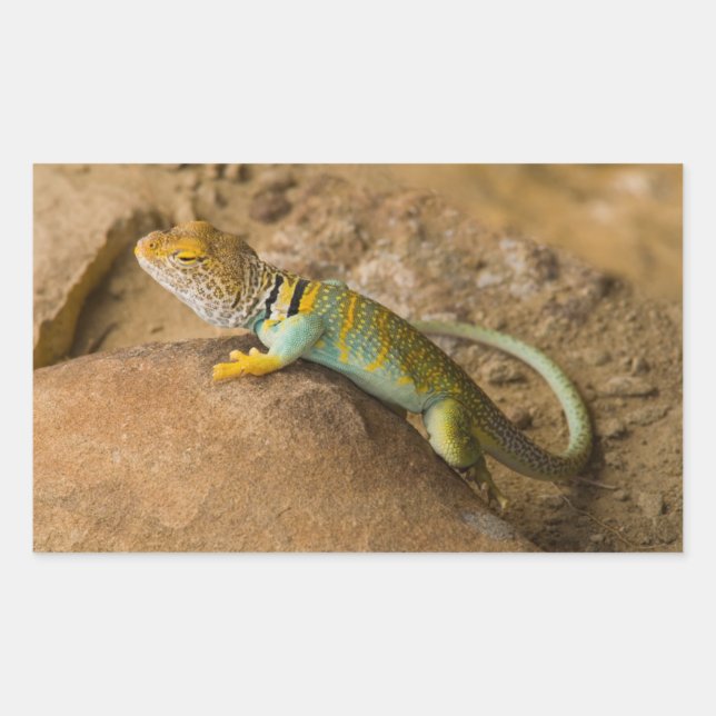 Collared Lizard Sticker (Front)