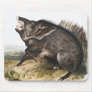 Collared Peccary Dycoteles torquatus Illustration Mouse Pad