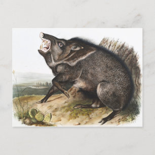 Collared Peccary Dycoteles torquatus Illustration Postcard