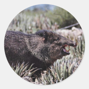 Collared peccary (javelina) yawning amid flowering classic round sticker