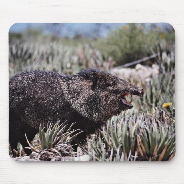 Collared peccary (javelina) yawning amid flowering mouse pad (Front)
