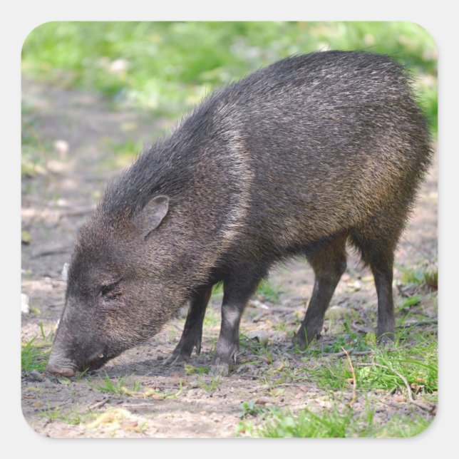 Collared Peccary walking Postcard Metal Ornament Square Sticker (Front)