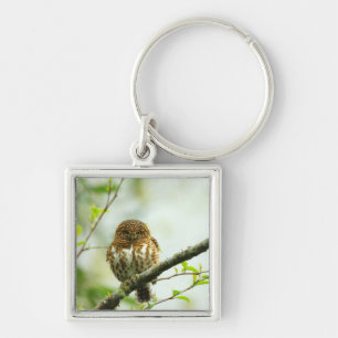 Collared pigmy owlet perching on tree branch, keychain