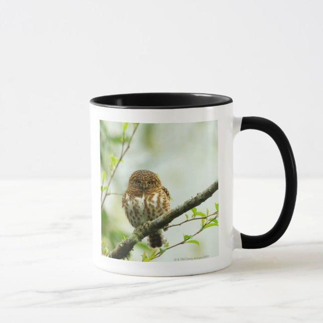 Collared pigmy owlet perching on tree branch, mug (Right)