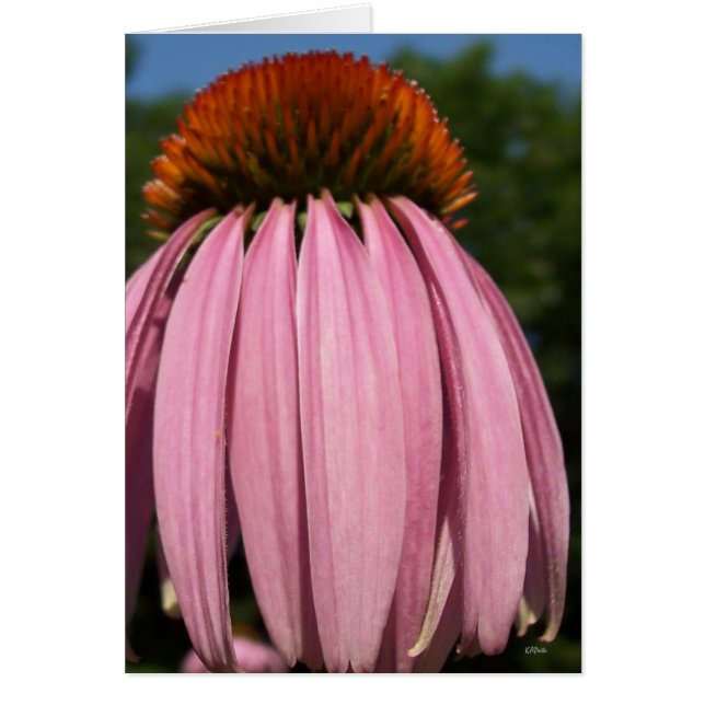 Collasol Echinacea (Front)