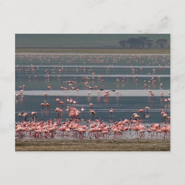 Collecte de Flamants roses - Carte postale (Devant)