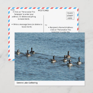 Collecte du lac Serene - Carte postale de l'oie du