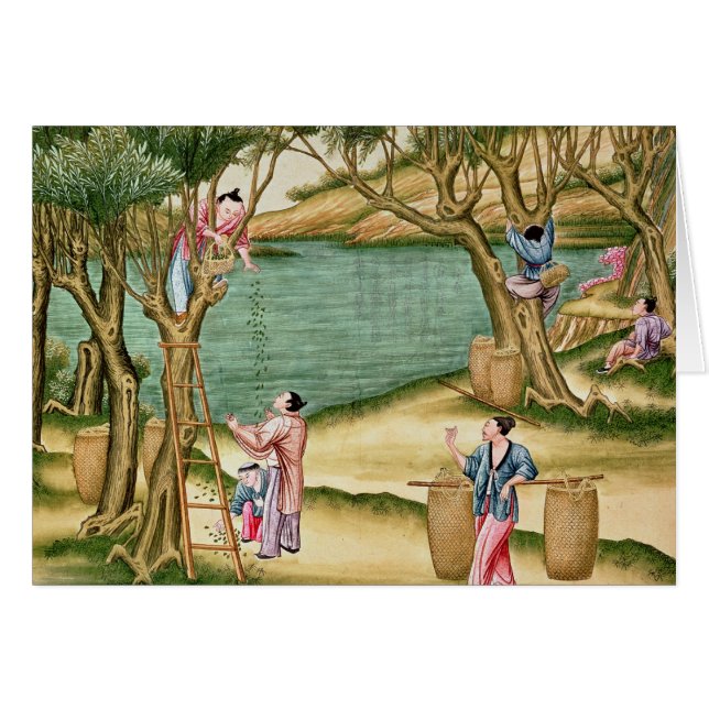 Collecting mulberries (Front Horizontal)