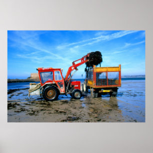 Collecting wrack from St Ouen's beach Poster